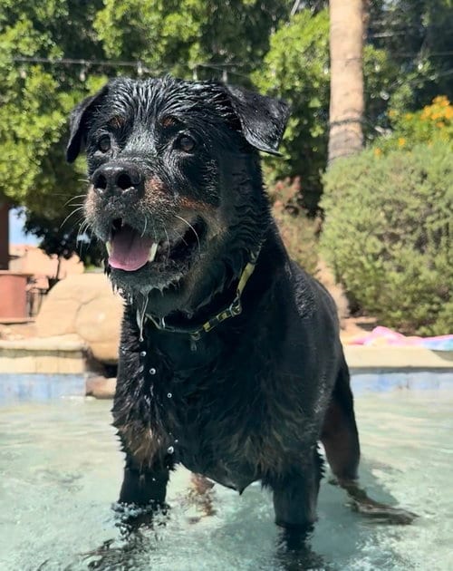 Photo of Bronson, adoptable Rottweiler in Gilbert, Arizona