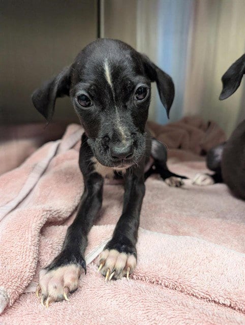 Photo of A199550, adoptable Pit Bull Terrier in Fremont, California