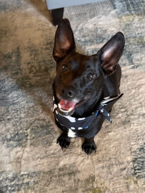 Photo of Davis, adoptable Unknown breed in Holbrook, New York