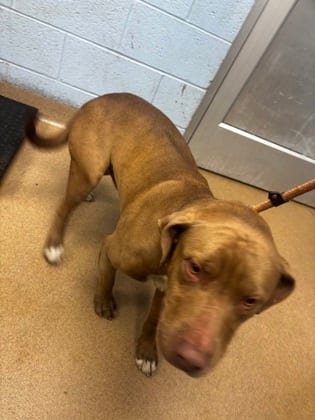 Photo of Cone, adoptable dog in Chamblee, Georgia