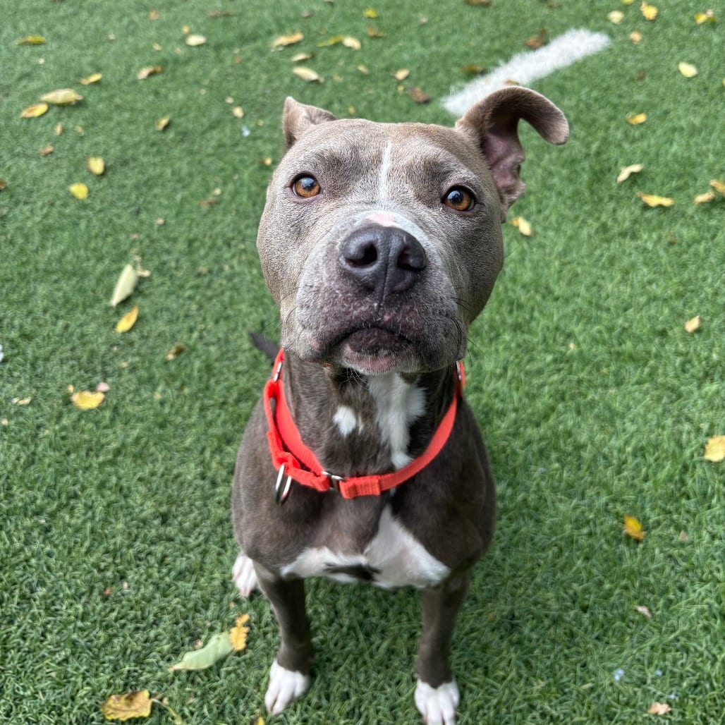 Photo of Rosie, adoptable Terrier, American Pit Bull in Baltimore, Maryland