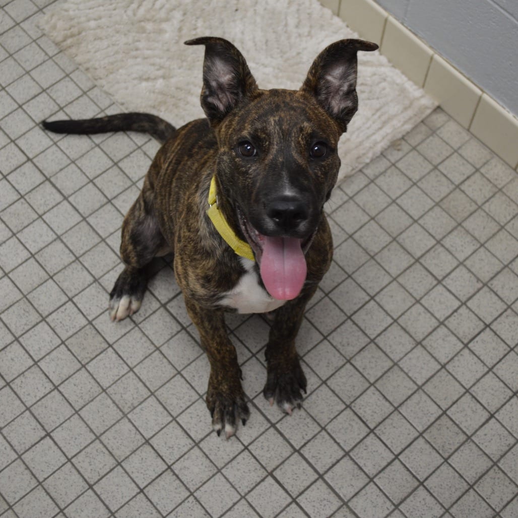 Photo of Samoa, adoptable Mixed Breed (Medium)