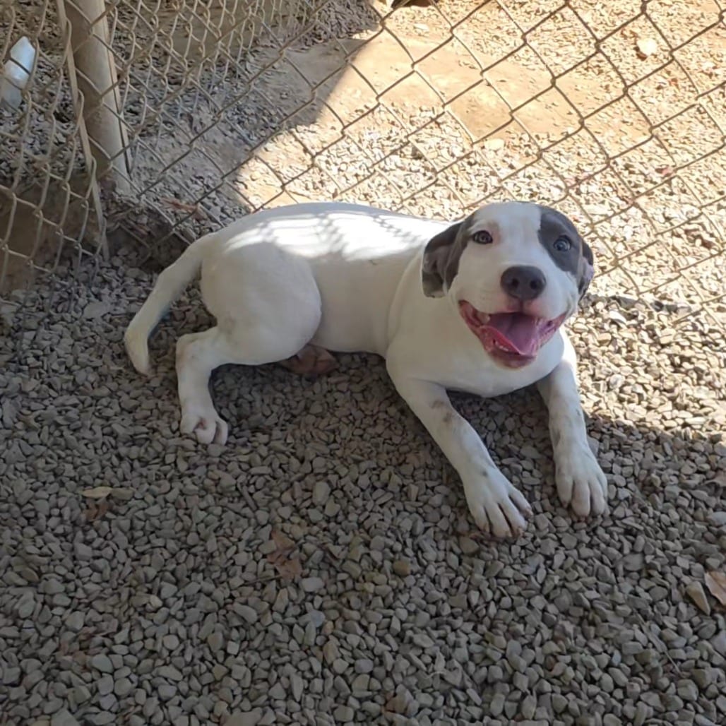 Photo of Alora (Lola Pup 7), adoptable Hound / Mix