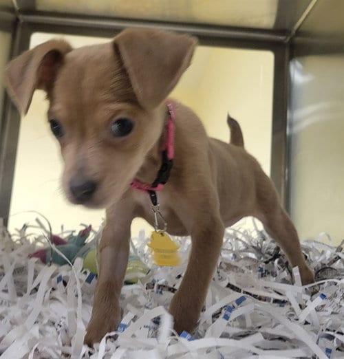Photo of Charlie, adoptable Australian Cattle Dog/Blue Heeler in St Louis, Missouri