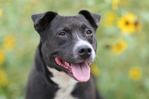 Photo of Luner, adoptable Pit Bull Terrier in Albuquerque, New Mexico