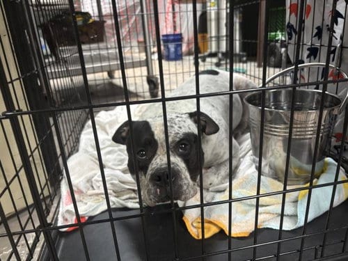 Photo of Roscoe, adoptable Bulldog in Waco, Texas