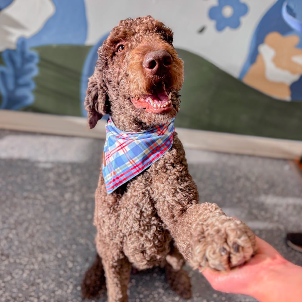 Photo of Bruno, adoptable Poodle in Ohio, Ohio