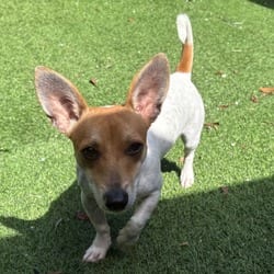Photo of Rocky, adoptable Jack Russell Terrier in Loxahatchee, Florida