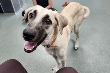 Photo of Freya, adoptable Anatolian Shepherd/Mix