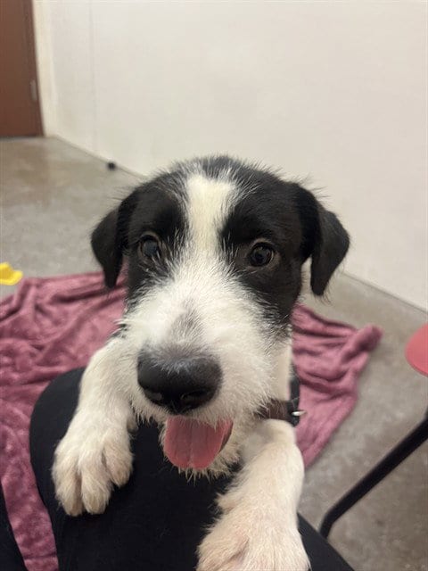 Photo of Dice, adoptable Labrador Retriever in Phoenix, Arizona