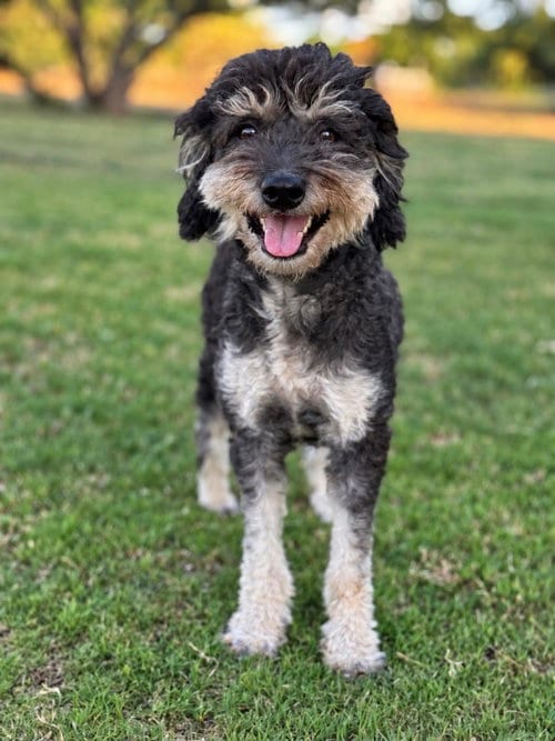 Photo of Emmie, adoptable Poodle (Miniature) in PIPE CREEK, Texas