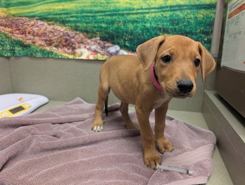 Photo of Ditto, adoptable Labrador Retriever in Moreno Valley, California