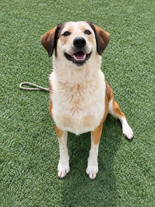 Photo of Maggie-$75, adoptable Australian Cattle Dog/Blue Heeler in Rockwall, Texas