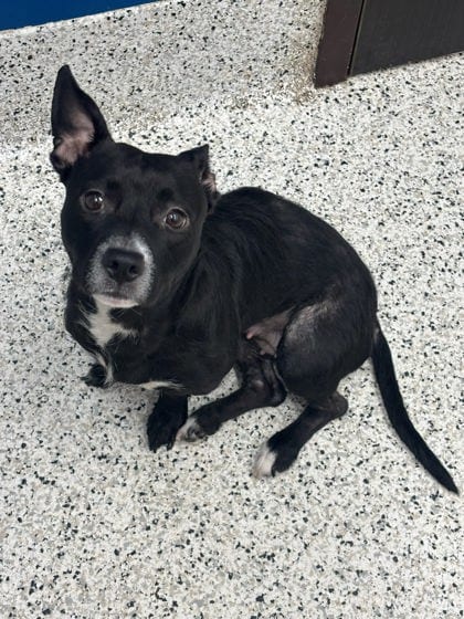 Photo of Iris Dement, adoptable dog in Atlanta, Georgia