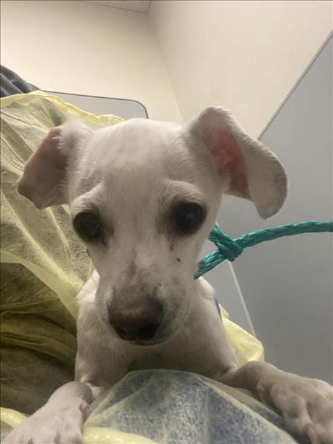 Photo of Toast, adoptable Chihuahua in Las Vegas, Nevada