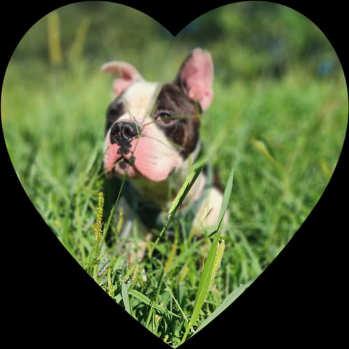 Photo of Wilbur, adoptable Boston Terrier in Locust Grove, Georgia