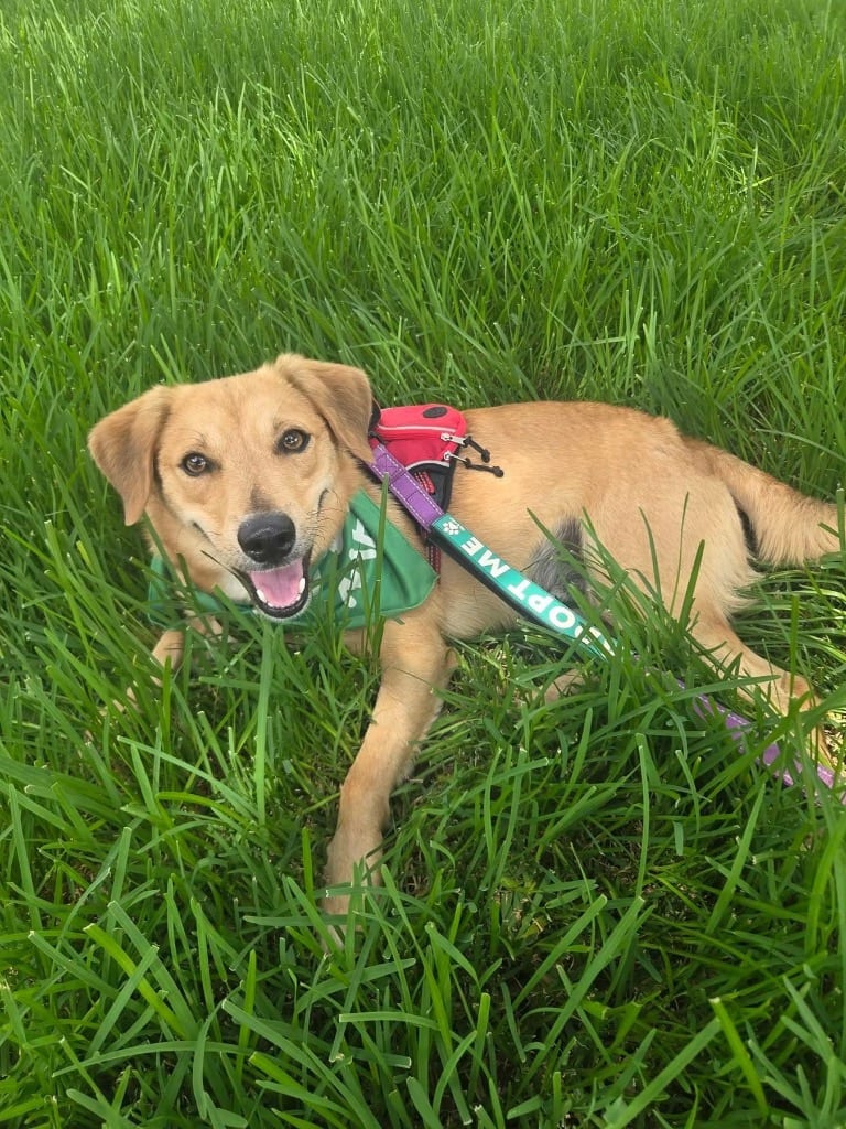 Photo of Romeo, adoptable Terrier in Canyon Lake, Texas
