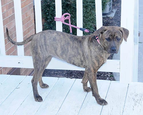 Photo of Fudge, adoptable Retriever in Lake Wylie, South Carolina