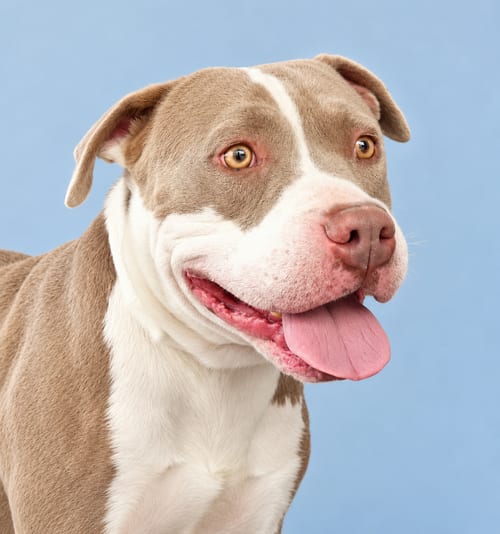 Photo of Sweet Boy, adoptable Pit Bull Terrier in Pasadena, California