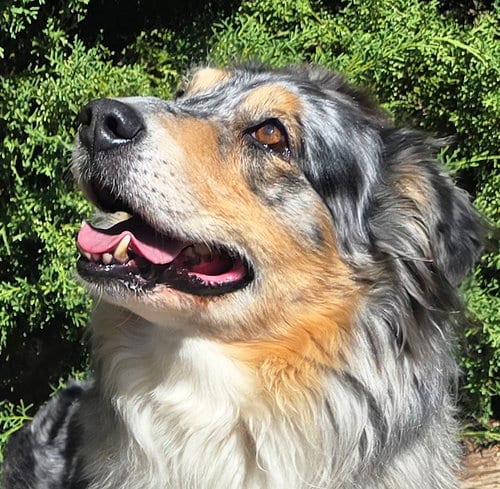 Photo of The Exquisite Ms Cami = O La La, adoptable Australian Shepherd in Albuquerque, New Mexico