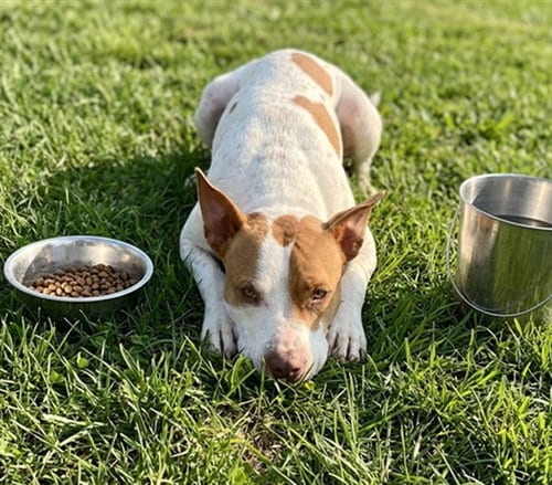 Photo of Spencer, adoptable Pit Bull Terrier in Texas City, Texas