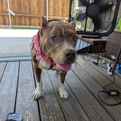 Photo of Freyja, adoptable Pit Bull Terrier in Dallas, Texas