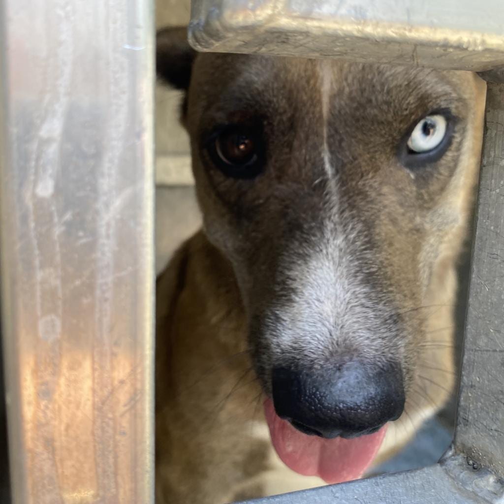 Photo of Runna (Bowie), adoptable Husky / Mix in Greensboro, North Carolina