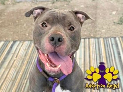 Photo of Pinto, adoptable dog in Georgetown, Texas