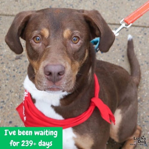 Photo of Jack, adoptable Labrador Retriever in Washington, District of Columbia
