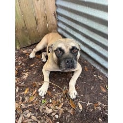 Photo of Rex, adoptable Terrier (Unknown Type, Medium) in Doral, Florida