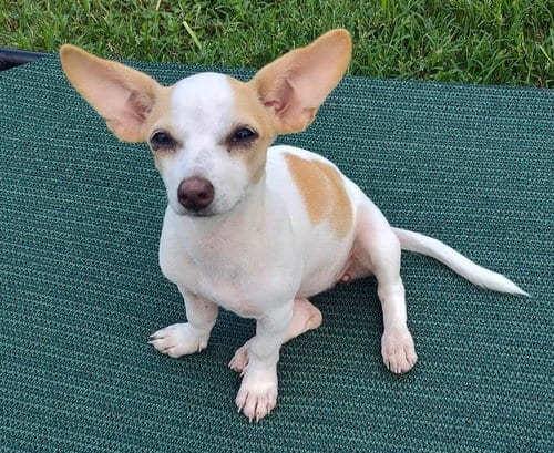 Photo of Nina (TX), adoptable Chihuahua in New York, New York