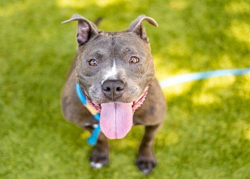 Photo of Travi, adoptable Pit Bull Terrier in San Jose, California