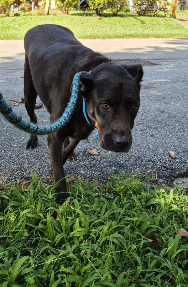 Photo of Blackie, adoptable Labrador cross in Lawrenceville, Georgia