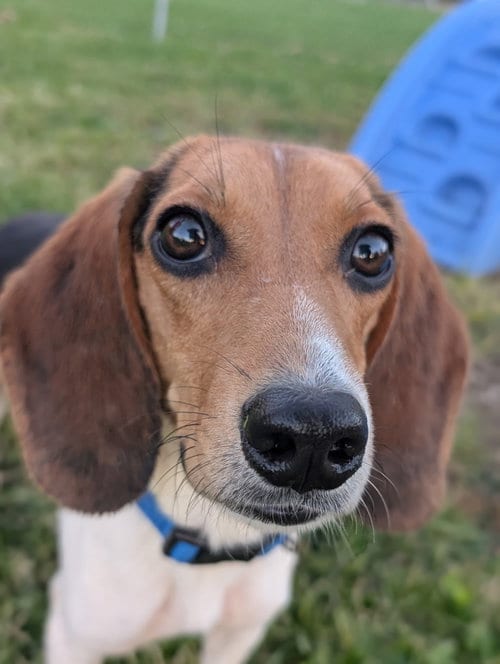 Photo of Madison, adoptable Beagle in Cuyahoga Falls, Ohio
