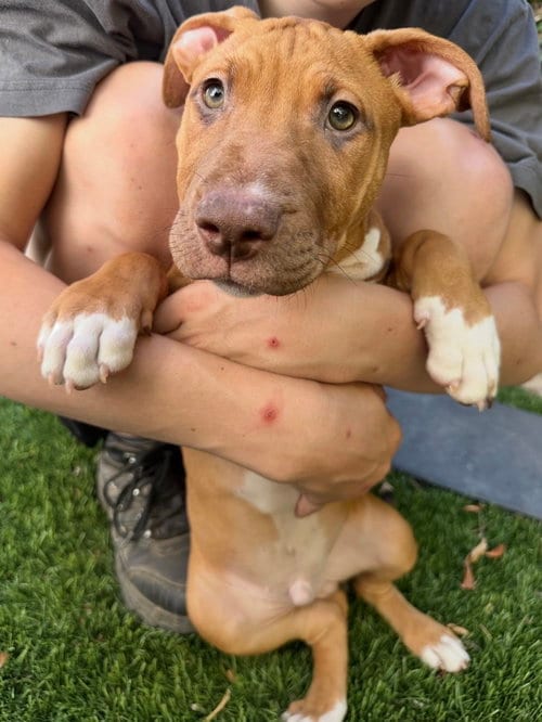 Photo of Luke, adoptable Black Mouth Cur in Dana Point, California