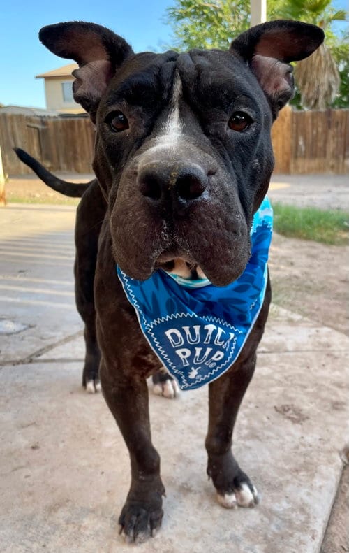 Photo of Aquamarine, adoptable Shar Pei in El Centro, California