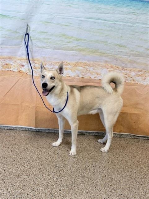 Photo of Kiba, adoptable Siberian Husky in Miami, Florida