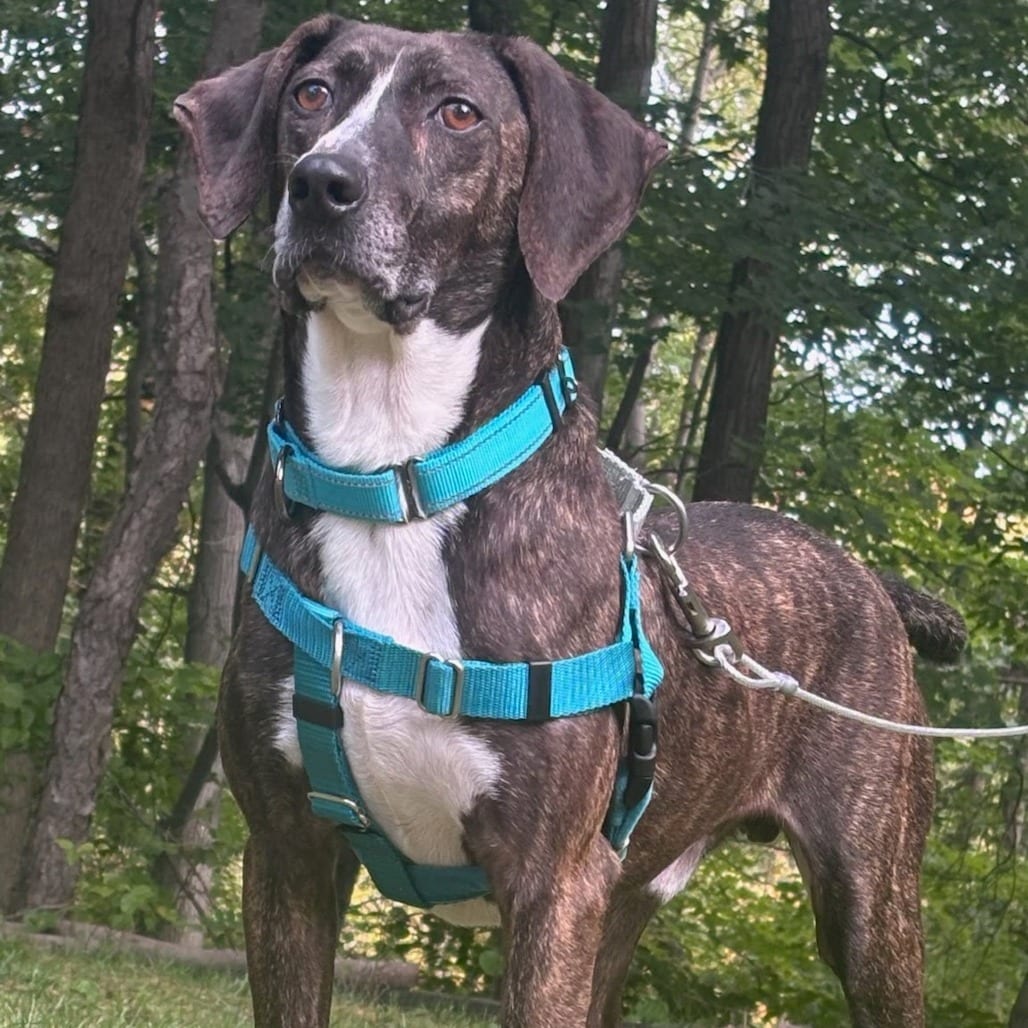 Photo of Jasper, adoptable Mixed Breed (Medium) in West Olive, Michigan