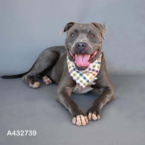 Photo of Mater, adoptable Pit Bull Terrier in Conroe, Texas