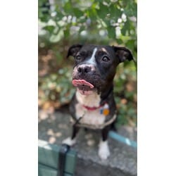 Photo of Hunny Munny, adoptable Mixed Breed (Medium) in NEW YORK, New York