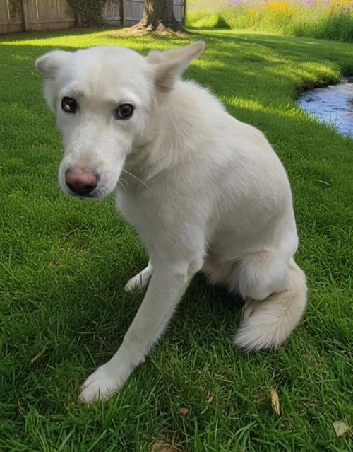 Photo of Glimmer, adoptable Siberian Husky in HESPERIA, California