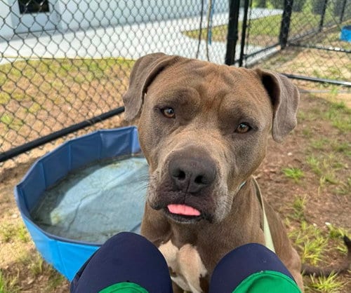 Photo of Donatello, adoptable American Pit Bull Terrier in Ocala, Florida