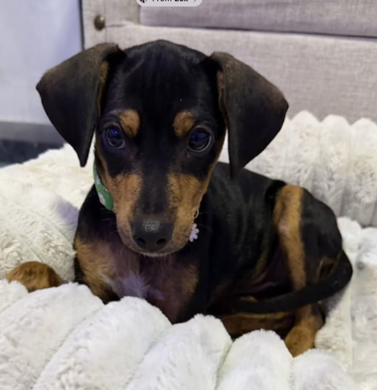 Photo of Miss Lottie - The Lotsa Love P, adoptable Miniature Pinscher/Labrador Retriever in Morristown, New Jersey