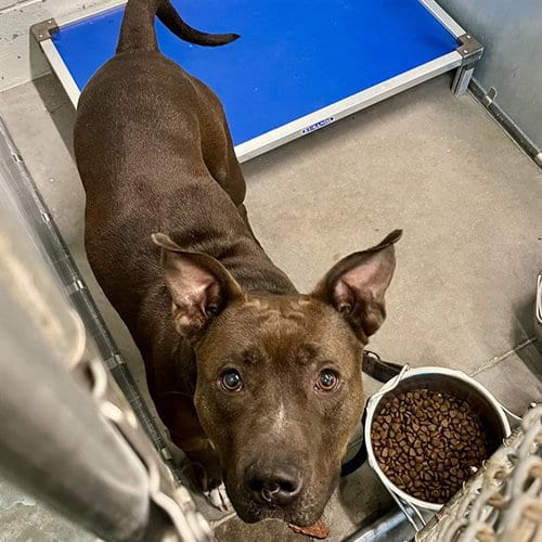 Photo of Oslo, adoptable American Pit Bull Terrier in Tavares, Florida