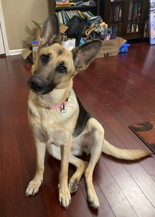 Photo of ZCL-D-Angel, adoptable German Shepherd Dog in Horn Lake, Mississippi