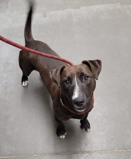 Photo of Chocolate Chip, adoptable dog in Farmington, New Mexico