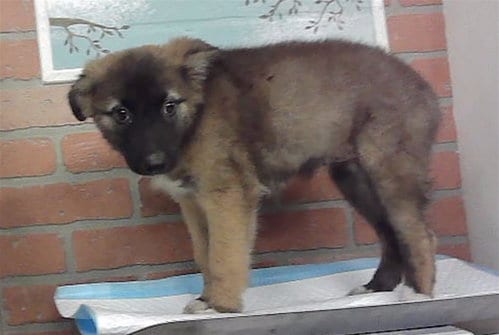 Photo of A2099142, adoptable German Shepherd Dog in Houston, Texas