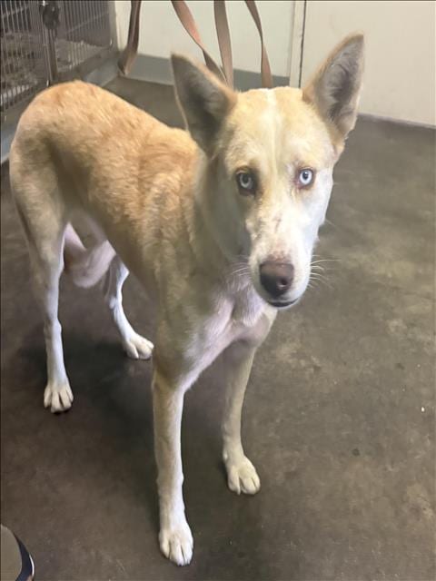 Photo of Vanessa, adoptable Husky in Los Angeles, California