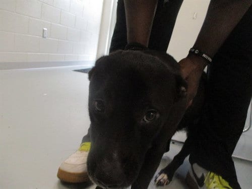 Photo of Astra, adoptable Labrador Retriever in Ocala, Florida