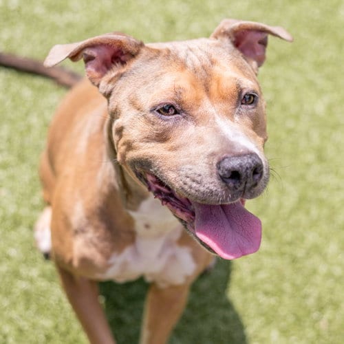 Photo of Guapa, adoptable Terrier in Hilton Head, South Carolina